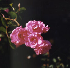 Rosinha Rosa - Essência Floral - Timidez