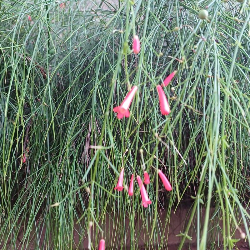 Russélia - Essência Floral - Aconchego