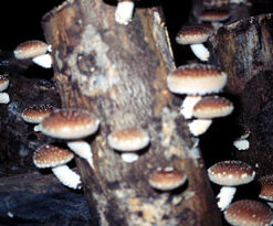 Shitake - Essência Floral - Obscuridade