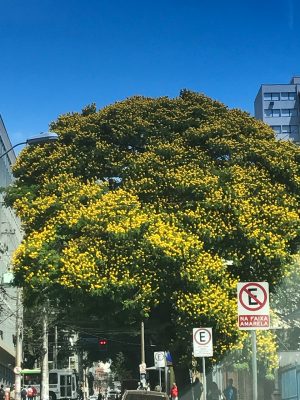 Sibipiruna - Essência Floral - Tristeza Profunda
