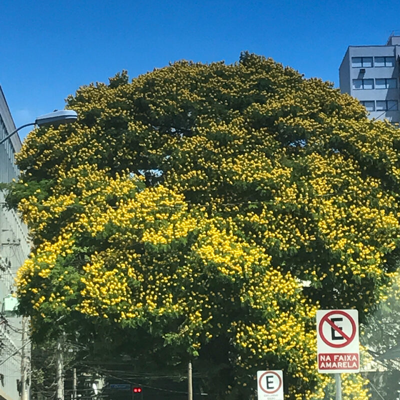Sibipiruna - Essência Floral - Tristeza Profunda