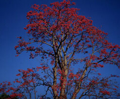 Tiriceira - Essência Floral - Ódio