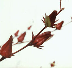 Vinagreira - Essência Floral - Ansiedade