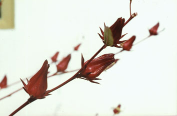 Vinagreira - Essência Floral - Ansiedade