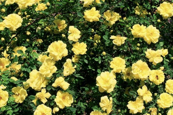 Rosinha Amarela - Mini-rosa amarela - Julgamento