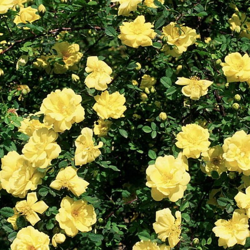 Rosinha Amarela - Mini-rosa amarela - Julgamento