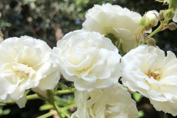 Rosinha Branca - Summer Snow - Afeto