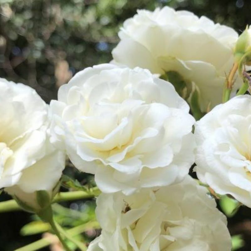 Rosinha Branca - Summer Snow - Afeto