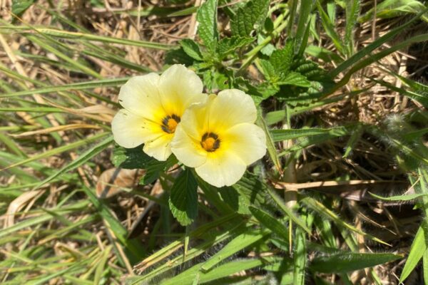 Turnera - Instabilidade