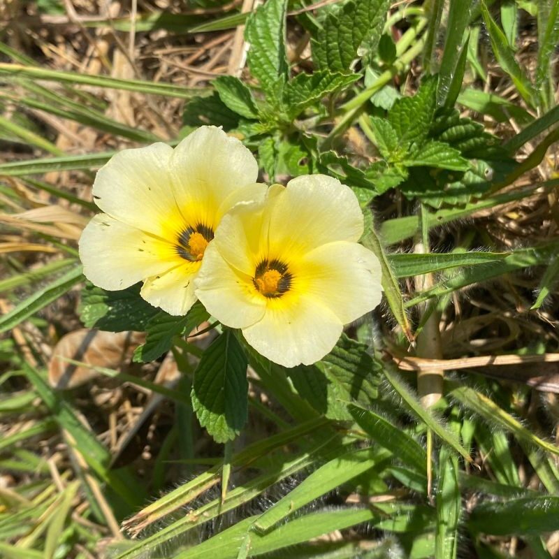 Turnera - Instabilidade