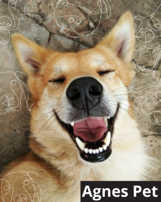Agnes Pet